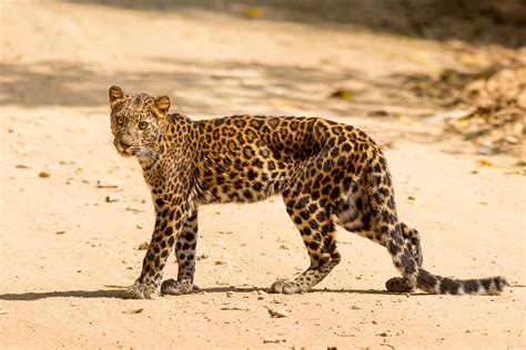 indochinese leopard